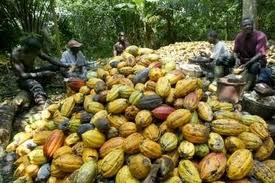 Méagui : capitale du cacao ivoirien